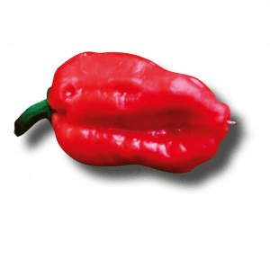 Naga Chilli